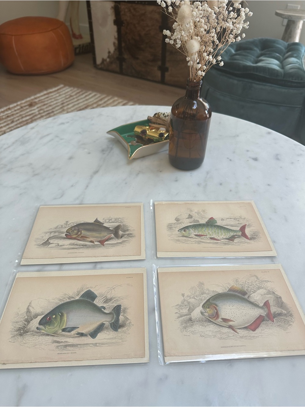1800s Jardine’s The Naturalist’s Library Chromolithographs Rare Fish